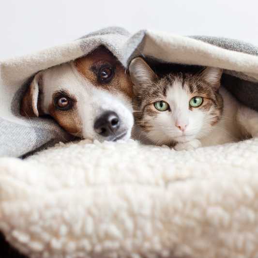 Paw-some Health Hacks: Keeping Your Pet Fit & Fabulous