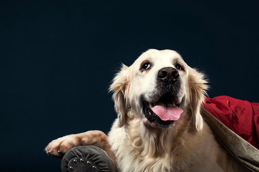 How to Choose the Perfect Orthopedic Bed for Your Gray-Muzzled Bestie: A Tail-Wagging Guide to Sweet Senior Slumbers!