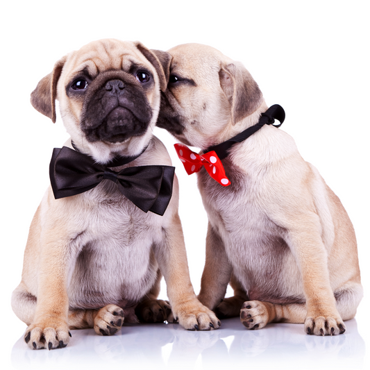 Unpacking the Controversies Around Dogs: What Pet Parents Need to Know
