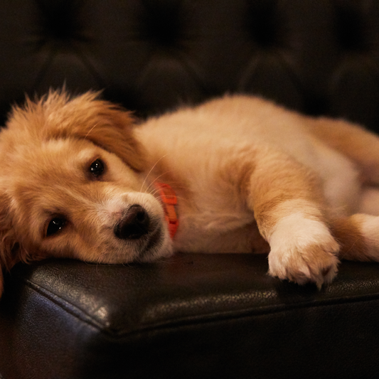 What to Consider When Adopting a Pet: Your Essential Checklist