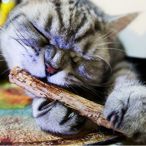 Matatabi Chew Sticks: Catnip Fun