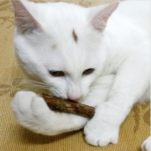 Matatabi Chew Sticks: Catnip Fun